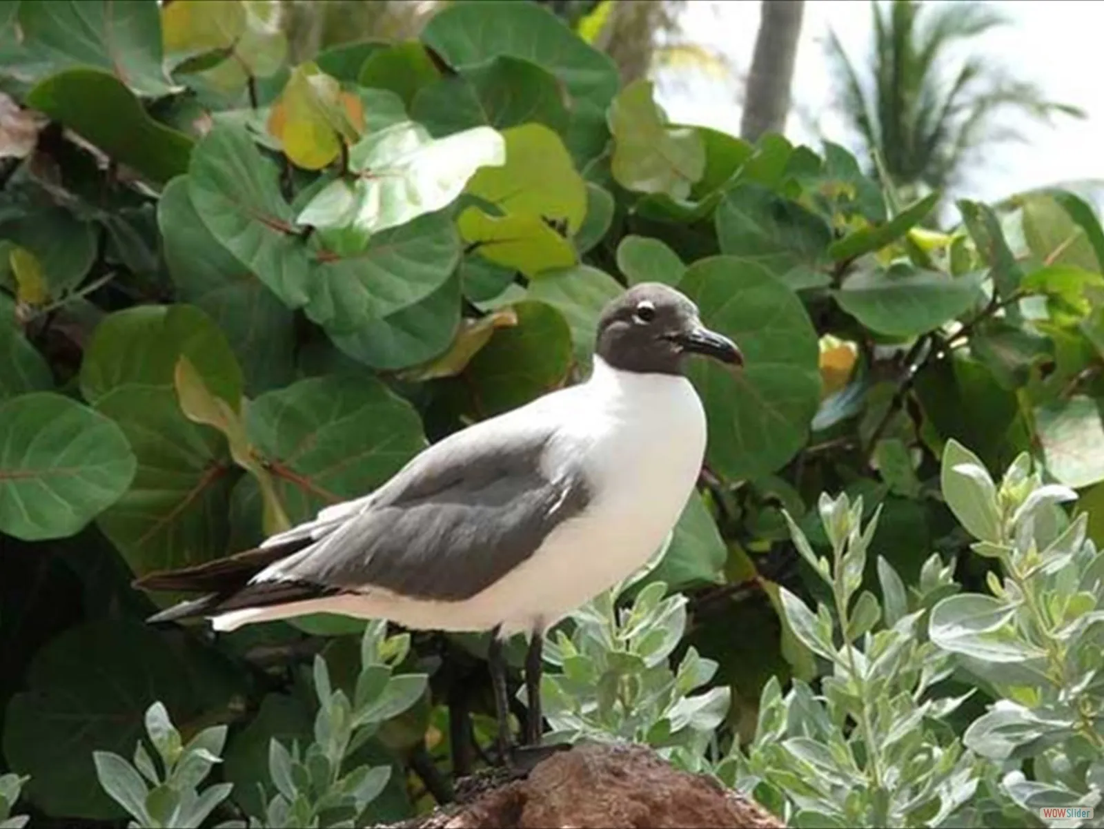 Atlantis Seagull